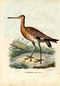 Aguja colinegra, 1863-79 de Raimundo Petraroja